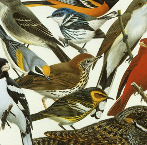 birdscape in Eb artwork